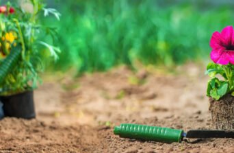 Cosa piantare tra gennaio e marzo