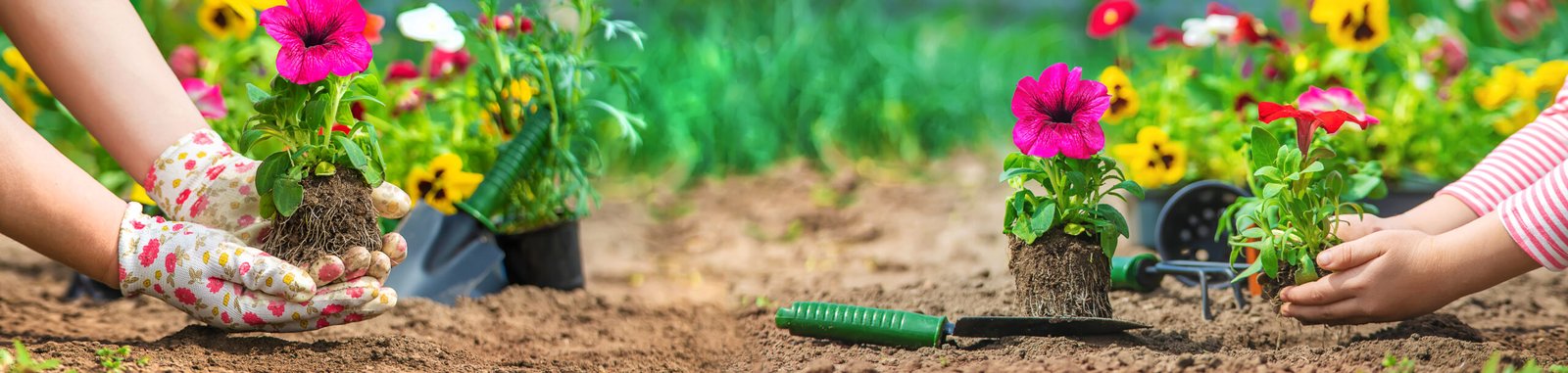 Cosa piantare tra gennaio e marzo