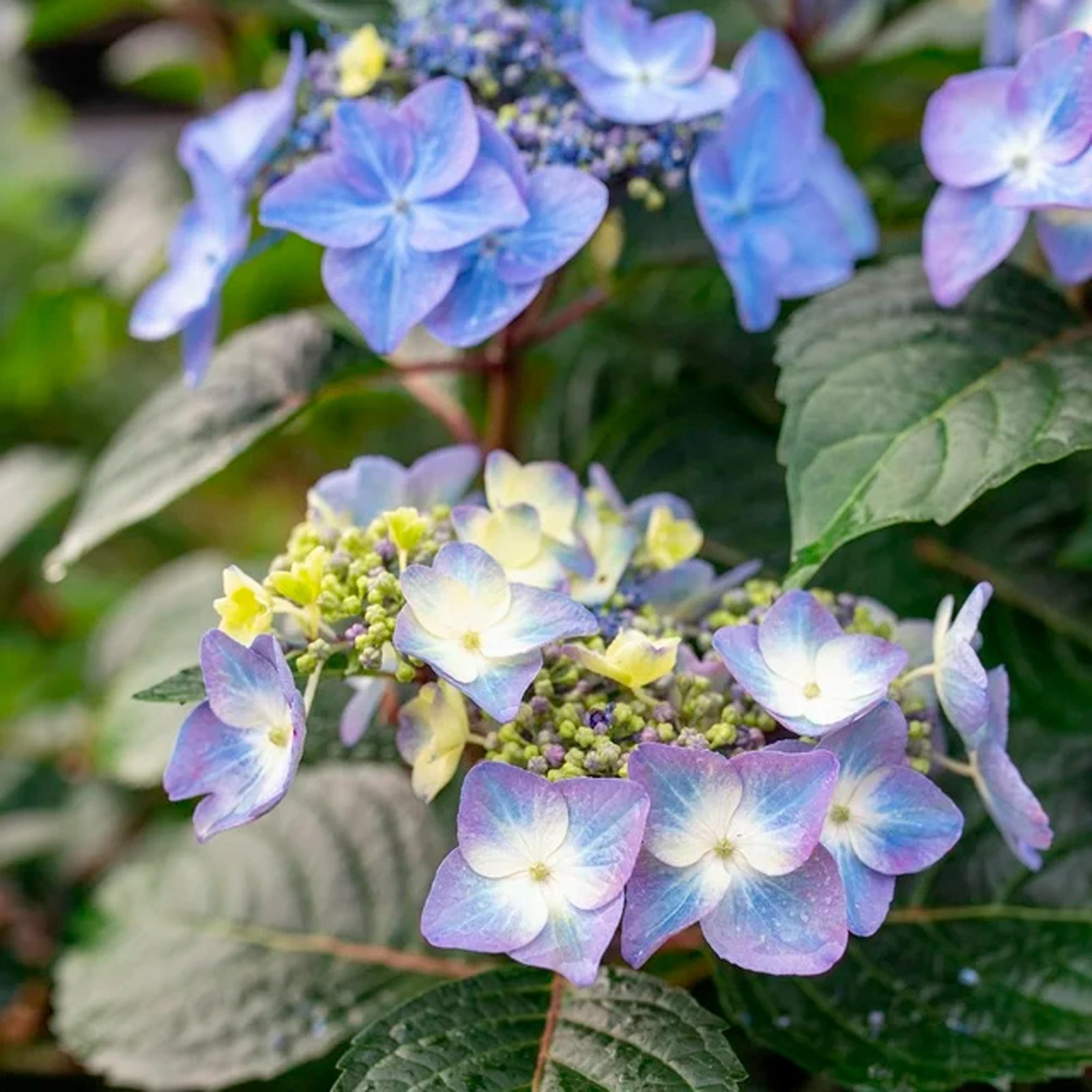 Endless Summer Hydrangea Pop Star Live Shrub (2 Gallon) - immagine 2