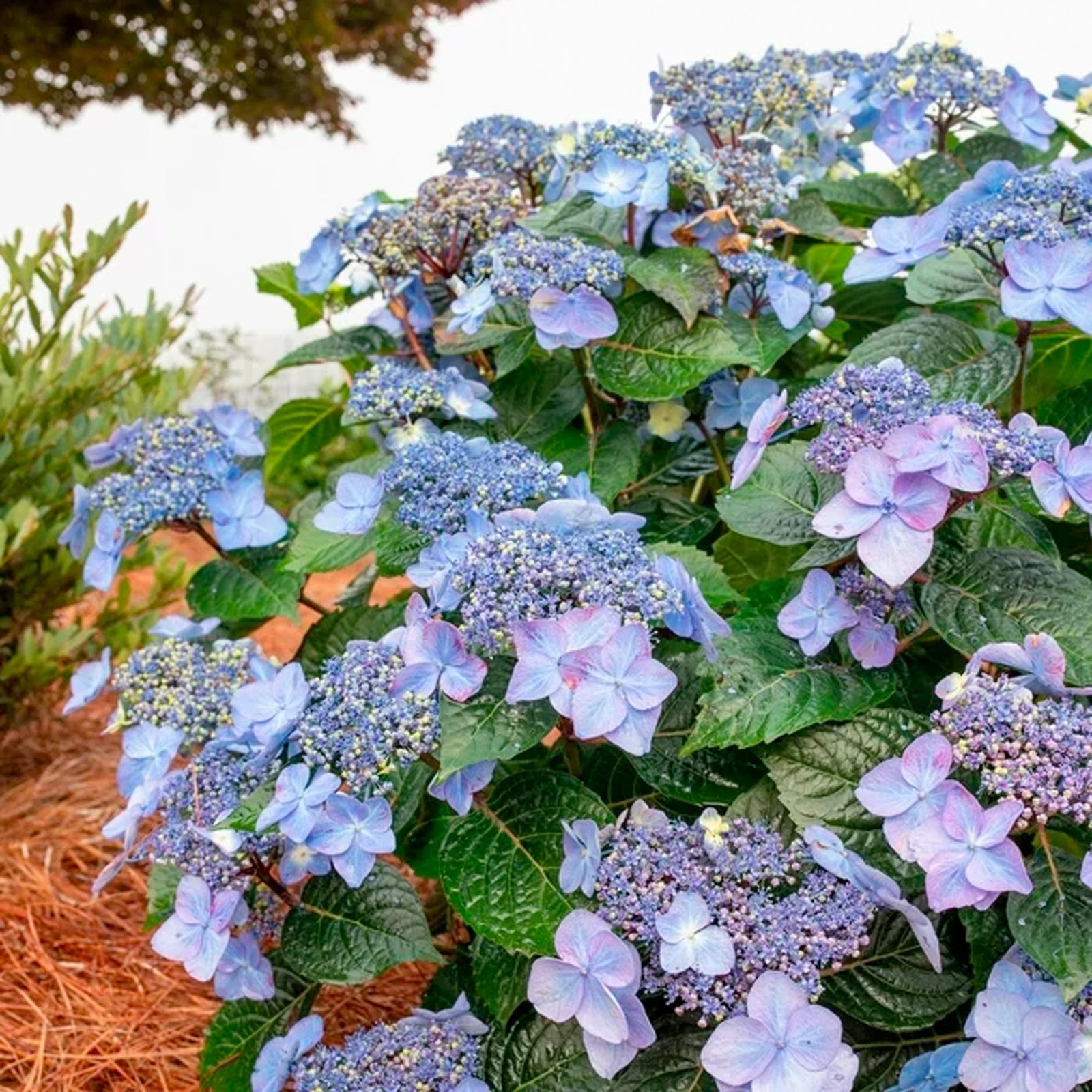 Endless Summer Hydrangea Pop Star Live Shrub (2 Gallon) - immagine 3